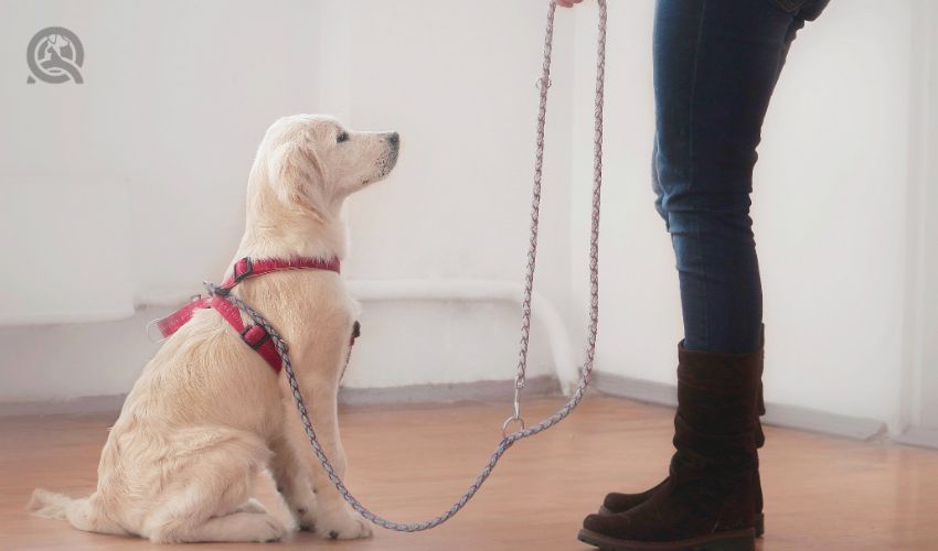 Owner woman gives a command to her attentive golden retriever puppy on a leash in red lead during the dog training education process in hall with white walls. Dog looks at its owner.