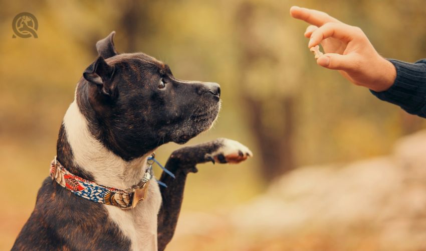 How to set your rates as a dog trainer in-post image 3