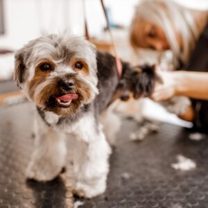 How much does it cost to start a dog grooming business Feature Image