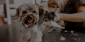 How much does it cost to start a dog grooming business Header Image