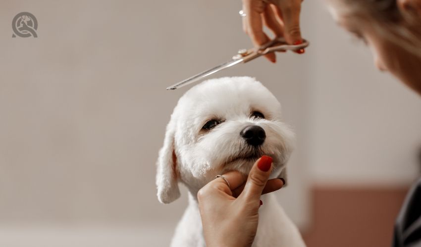 How Much Does It Cost To Start A Dog Grooming Business QC Pet Studies
