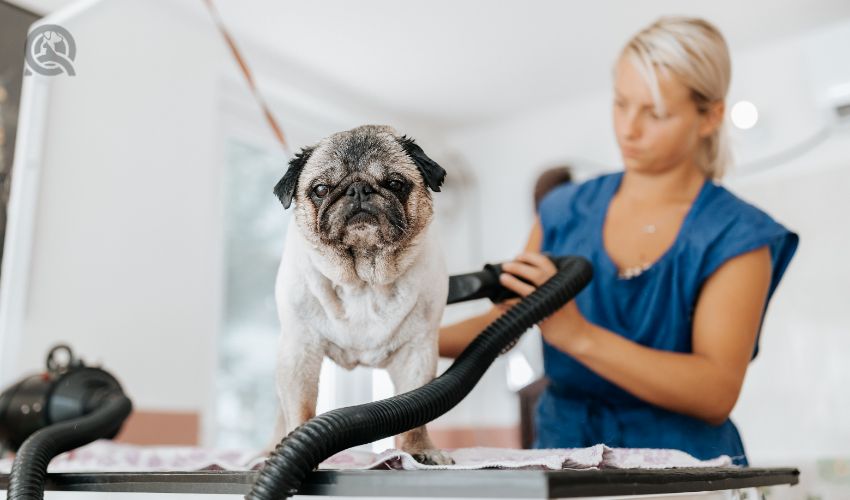 Dog grooming concept. Grooming and washing pug breed dog in the salon