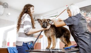 Adorable brown dog enjoying wash and hair cut but he is shy so his owner is helping to the young blong professional groomer.