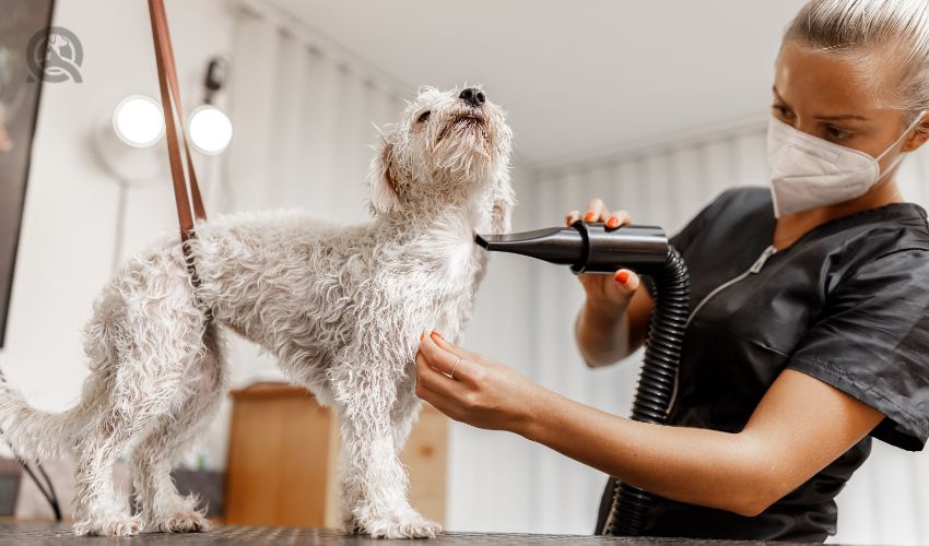 How Much Does It Cost To Start A Dog Grooming Business QC Pet Studies