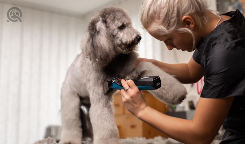 Blonde dog groomer trims purebred poodle puppy.