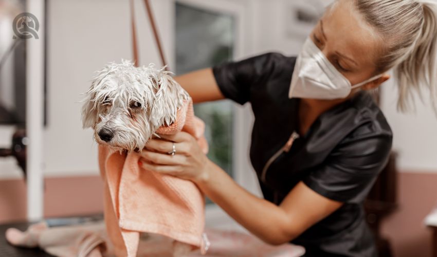 Dog showering and drying at the grooming saloon by pet beautician