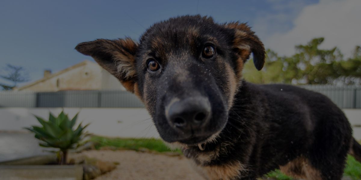 The Pros and Cons of Working as a Dog Trainer