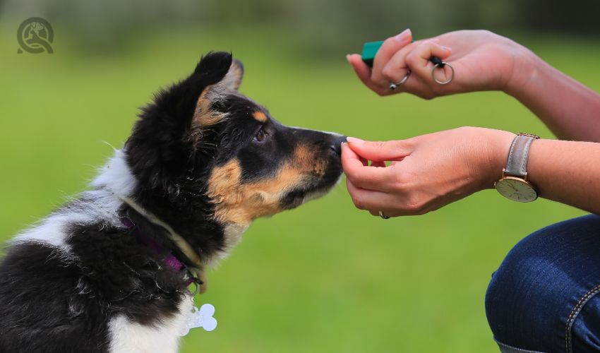 The pros and cons of working as a dog trainer in-post image 1
