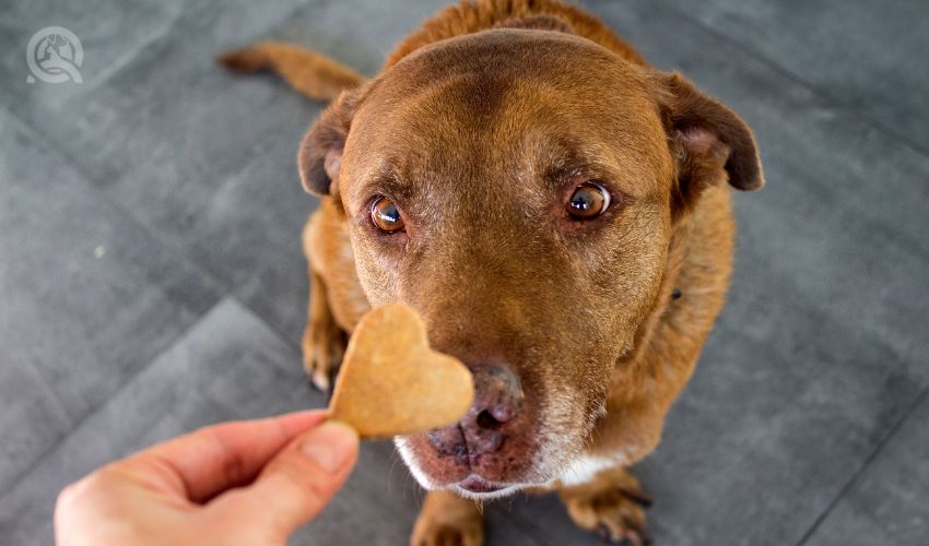 Dog looking at heart-shaped treat being held in front of its face