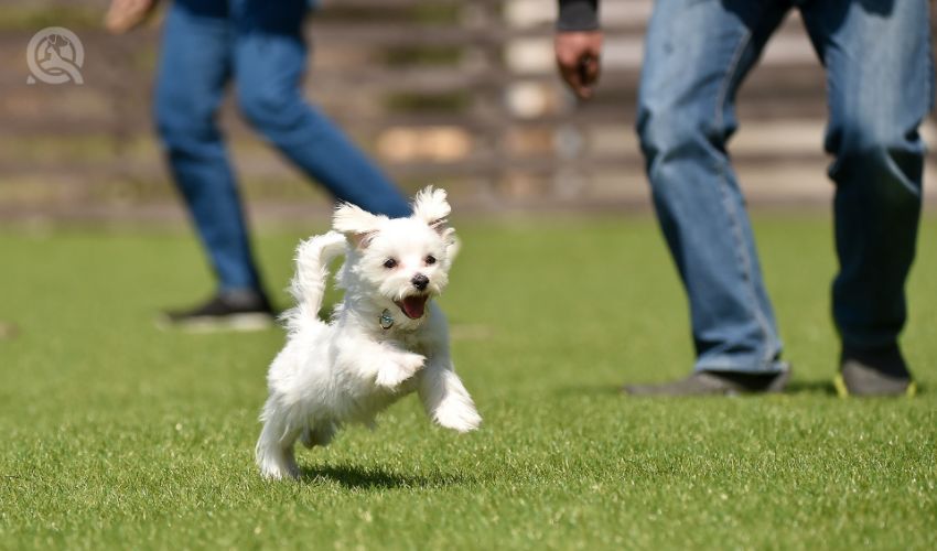 Maltese playing with dog run