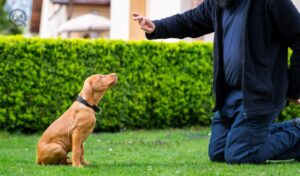 Tools to grow your dog training business in-post image 1