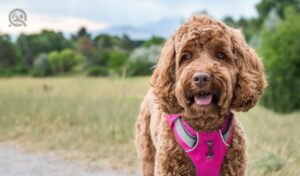 A happy mixed breed dog (a labradoodle or goldendoodle) is smiling with her tongue out on a trail next to a field of green grasses and a forest of trees. She wears a bright pink harness for hiking.