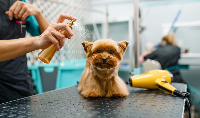 Tips to market your dog grooming business in-post image 1