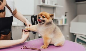 Professional groomer cutting Pomeranian dog's fur with scissors at grooming salon. Dog grooming business.