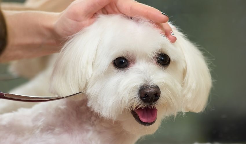 Tips to market your dog grooming business in-post image 5