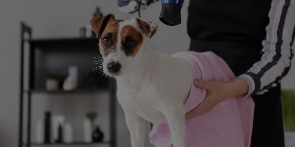 20 Tips To Market Your Dog Grooming Business