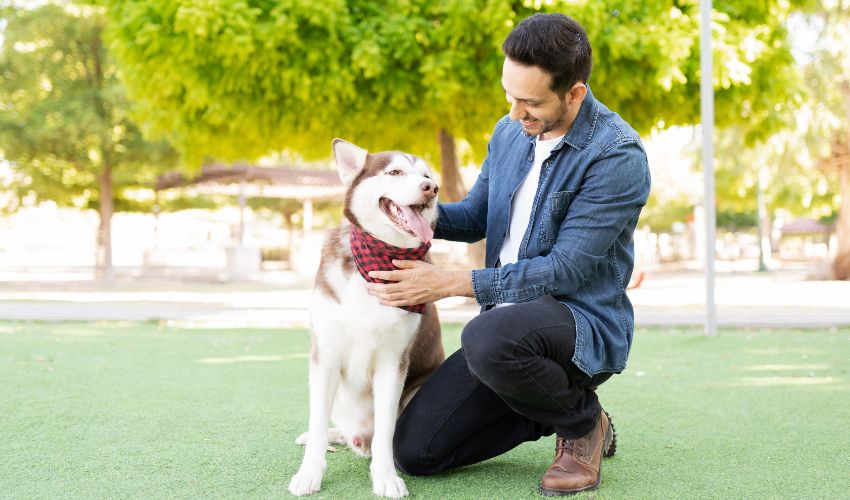 dog owner looking happy and kneeling while petting his husky dog in the park's green grass. Dog trainer article.