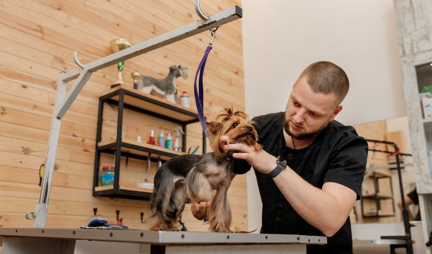 Male groomer brushing hair of Yorkshire terrier dog hair with comb after bathing at grooming salon. Woman pet hairdresser doing hairstyle in veterinary spa clinic. Dog grooming set up article.