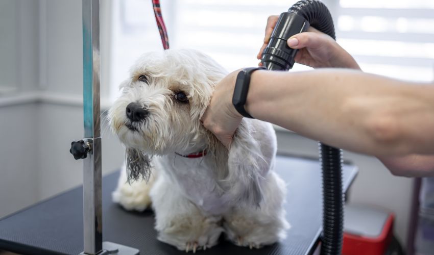 Grooming dogs. Blow-drying a cute white dog. Dog grooming set up article.