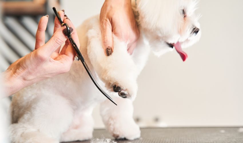 How to boost revenue for your dog grooming business in-post image 1