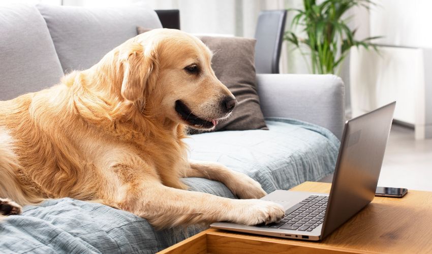 Funny cute dog lying on the sofa at home and using the laptop, pets and technology concept. Dog grooming business article.