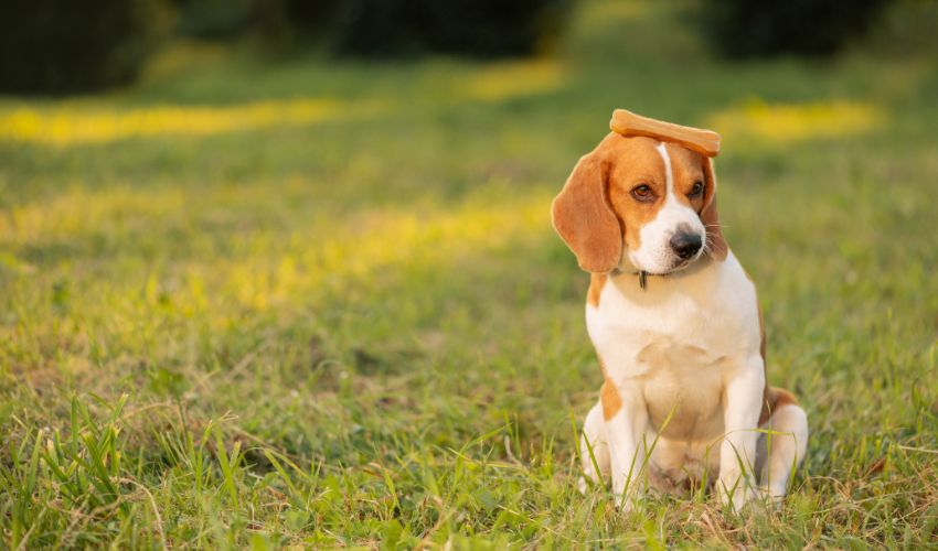 Funny dog with bone on head sitting on grass and looking away. Dog grooming business article.