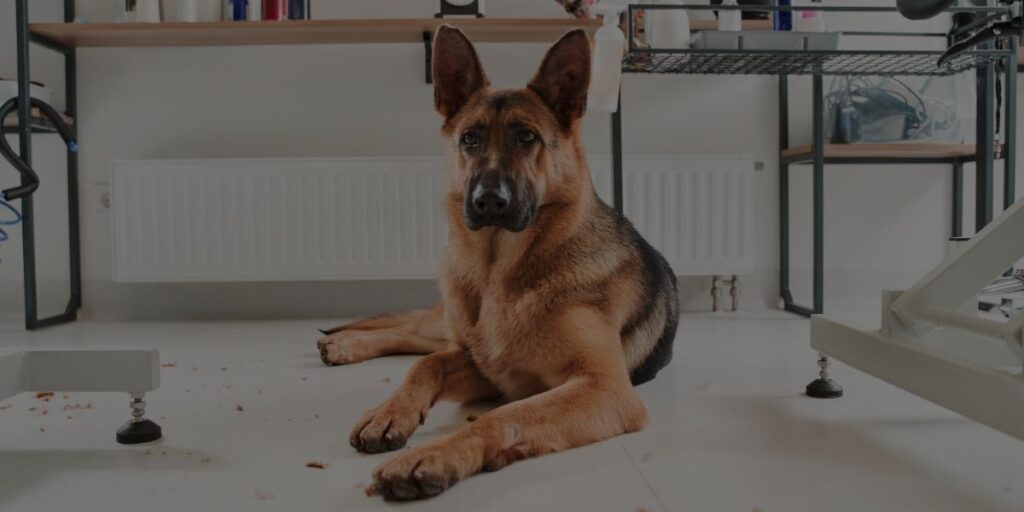 How to boost revenue for your dog grooming business Header Image QC