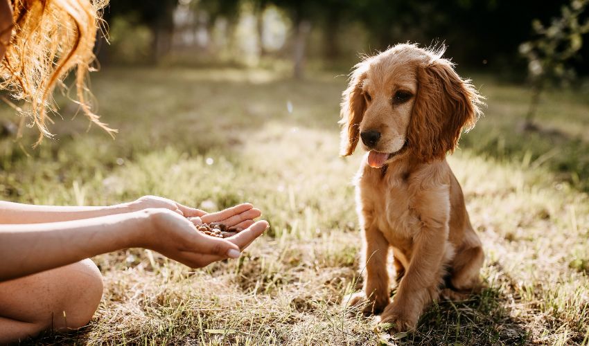 Young woman feeding her little dog, cocker spaniel breed puppy, outdoors, in a park. Puppy training article.