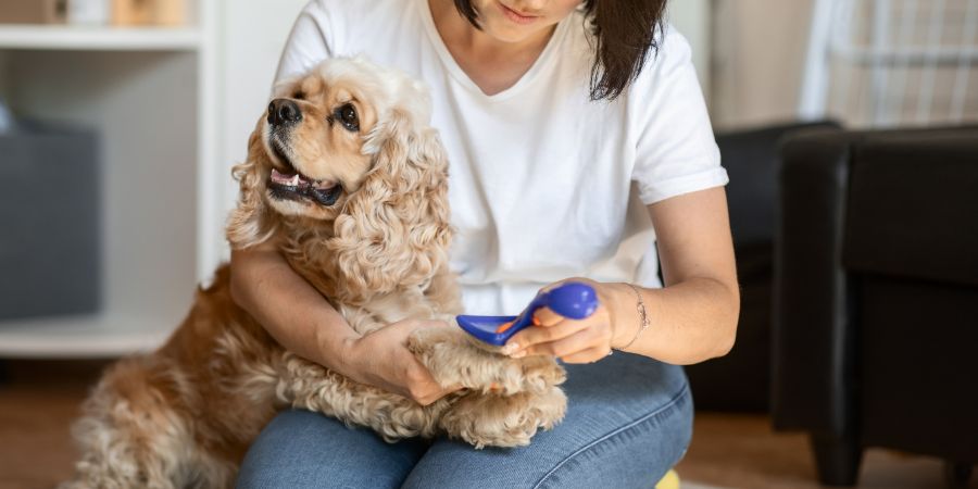 a young woman owner of a dog combs an American Cocker spaniel sitting on the floor in an apartment. the concept of daily pet care. Right dog groomer article.