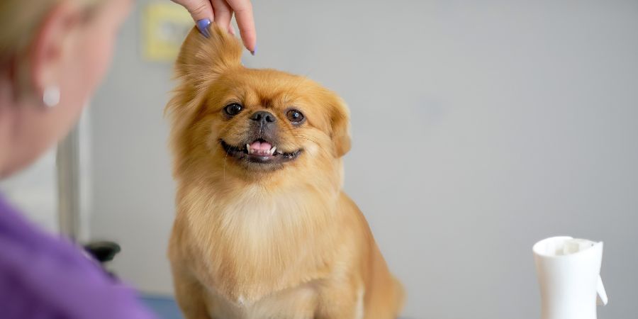 Choose the right dog groomer in-post image 3
