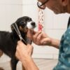 Choosing the right dog groomer Feature Image