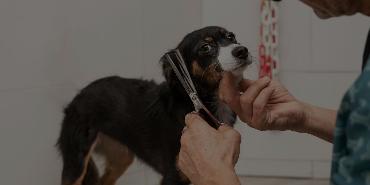 How To Choose The Right Dog Groomer in 5 Steps