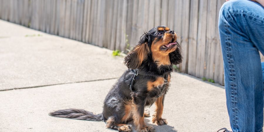 Adorable black and tan Cavalier King Charles Spaniel behaving well and paying attention during a training session outdoors. Dog training business revenue article.