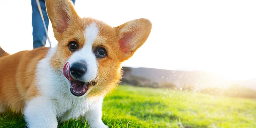 Pembroke Welsh corgi on a green grassy meadow. Teaches the puppy to walk on a leash. Dog training sessions. Dog training business revenue article.