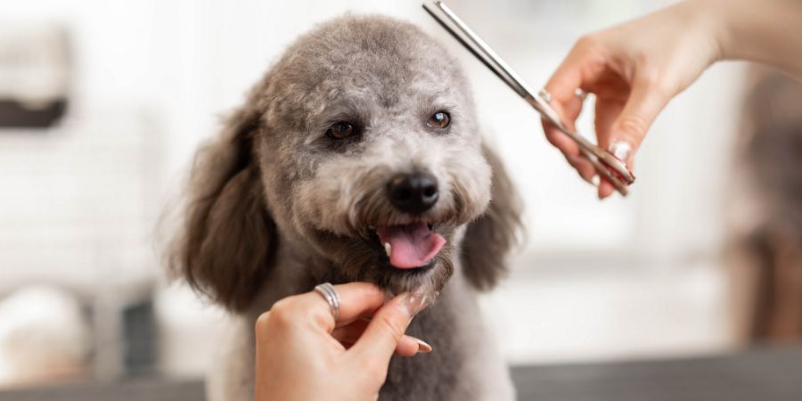 Pretty, blonde dog groomer lady trims purebred poodle puppy. Dog groomer brand article.