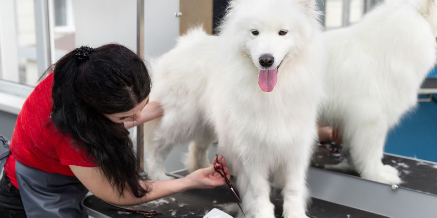 A female groomer erases a Samoyed dog with scissors. A big dog in a barber shop. Dog grooming brand article.