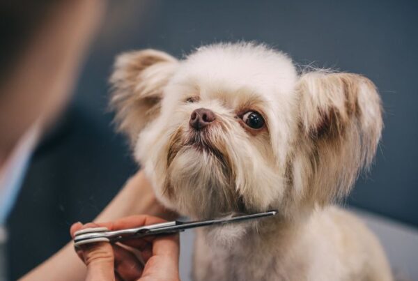 How to brand your dog grooming business Feature Image