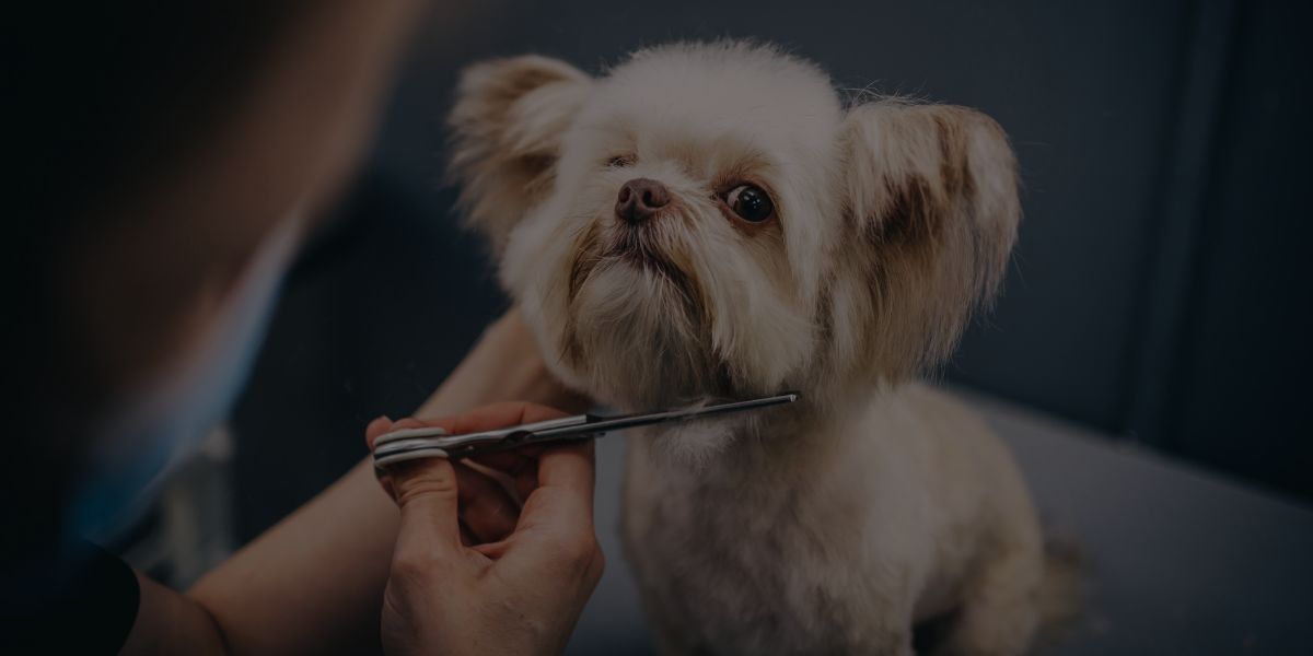 How To Brand Your Dog Grooming Business: 20 Tips For Success