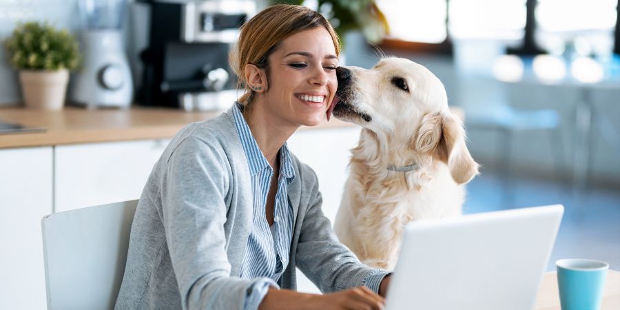 Shot of beautiful lovely dog kissing her smiling owner while she working with laptop in the kitchen at home. Stay motivated article.
