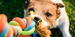 Dog pulls chewing colourful toy cotton rope. Dog training article.
