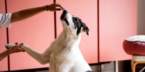A dog gets treats while being trained by a human in the living room and doing tricks. Dog training article.