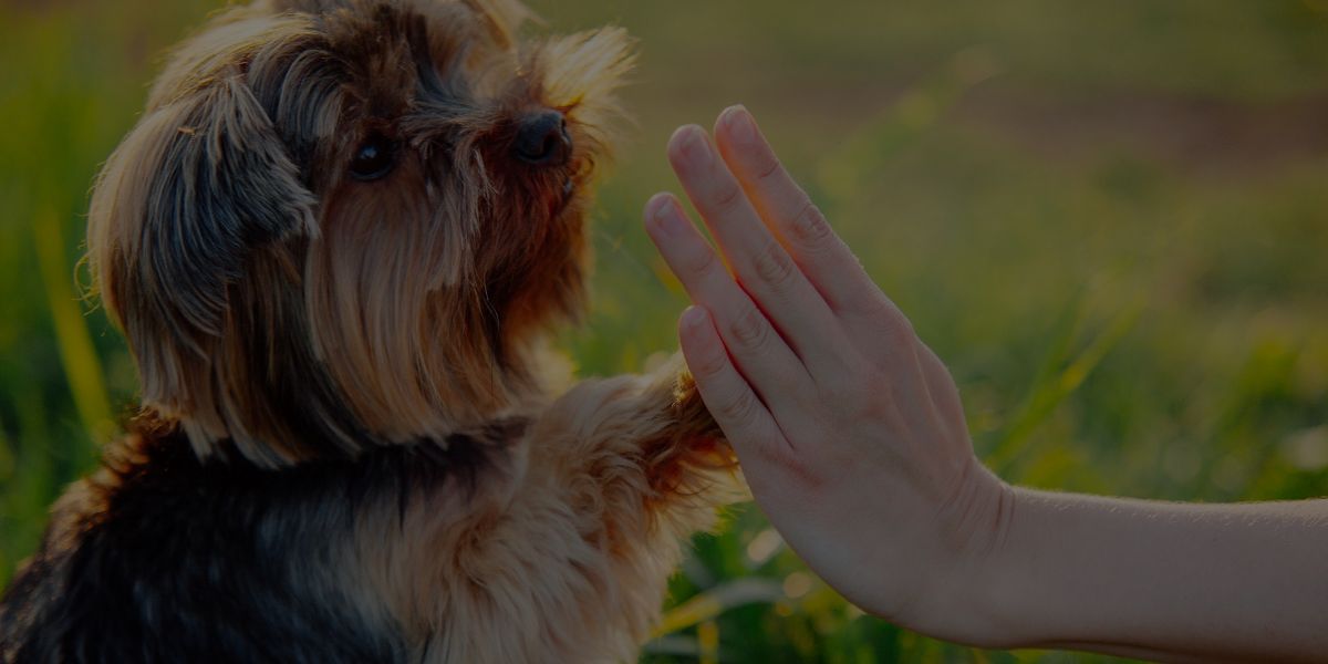 Debunking 25 Common Dog Training Myths