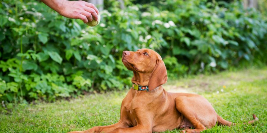 Obedience training. Man training his vizsla puppy the Lie Down Command using ball as positive reinforcement. Positive reinforcement article.