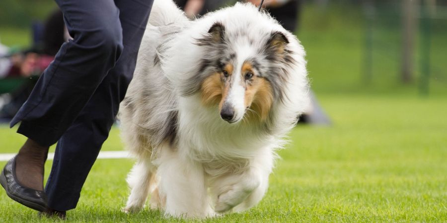 Rough collie training for conformation. Dog trainer article.