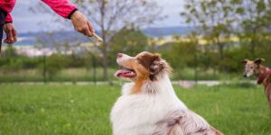 Dog training certification course in-post image 1