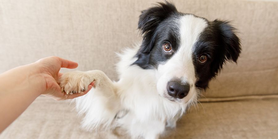 Funny portrait of cute puppy dog border collie on couch giving paw. Dog paw and human hand doing handshake. Owner training trick with dog friend at home indoors. friendship love support team concept. Dog training article.