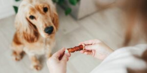 Little girl holding dog snack food and training her dog to sit at home. Dog training article.
