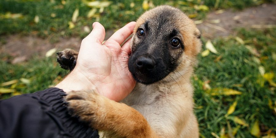 cute puppy licking hand and grooming in autumn park. faithful friend concept. little dog looking with sweet eyes. Groom anxious dog article.