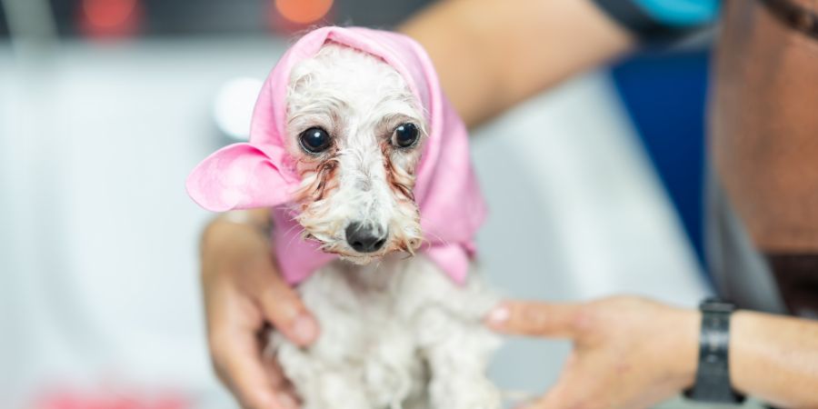 Focus on the scared face of a small dog wrapped in a towel in a bathtub in a dog salon. Dog grooming anxious dogs article.