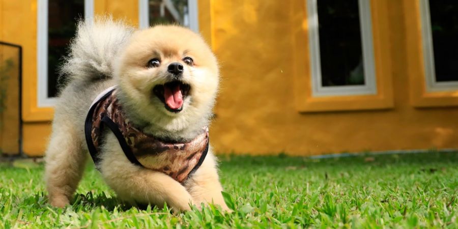 Happy pomeranian dog playing at the garden. Dog daycare article.